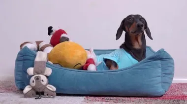 Mavi tişörtlü dachshund köpeği yastık yatağında en sevdiği oyuncaklarının arasında yatıyor.