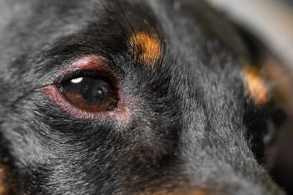 Kızarıklığı kapat ve bir köpeğin gözüne çarp. konjonktiviti
