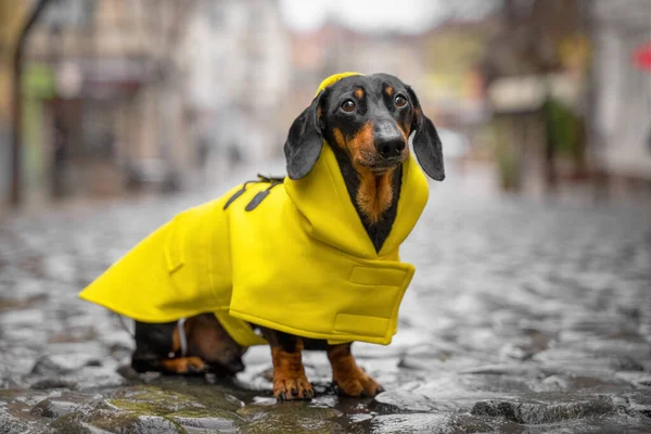 Küçük üzgün siyah ve esmer dachshund Parlak sarı renkli Raincoa giyiyor