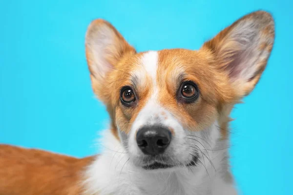 Retrato engraçado cão (cachorro) raça galês corgi pembroke com expr — Fotografia de Stock