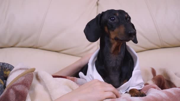 Πορτρέτο ενός σκυλιού dachshund, που βρίσκεται δίπλα στον ιδιοκτήτη στον καναπέ, κοιτάζει γύρω — Αρχείο Βίντεο