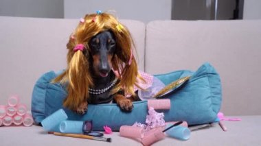 Komik peruklu ve elbiseli dachshund kadın kozmetik ürünleri arasında evdeki kanepede yatıyor.