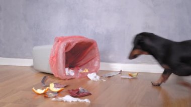 Yaramaz dachshund köpeği yiyecek bulmak için çöp yığınını eşeliyor.