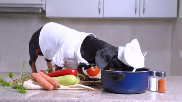 Perro salchicha con sombrero y traje de cocinero con corbata de lazo salta a la mesa y ladra . — Vídeo de stock