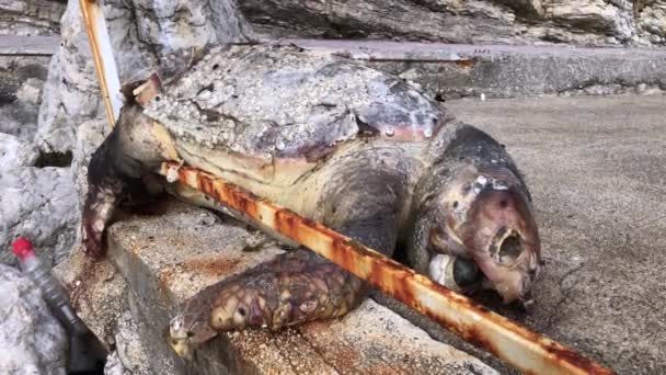 Reliquias de una enorme tortuga muerta en losa de hormigón. Las moscas se arrastran sobre la carne podrida y marchita. Basura y residuos biológicos, botella de plástico en piedras. Muerte de animales por falta de ecología. Daños ambientales . — Vídeos de Stock