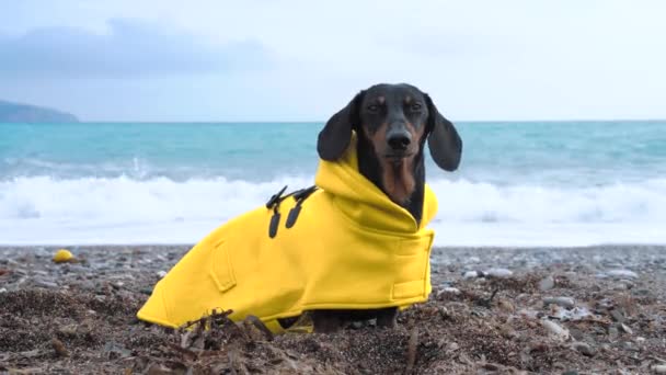 黄色のレインコートを着たかわいいダックスフンドの犬が海岸に座り、寒さと風から震え、フレームから逃げ出します。嵐の泡の波が海岸を洗う。曇天時の山の風景. — ストック動画