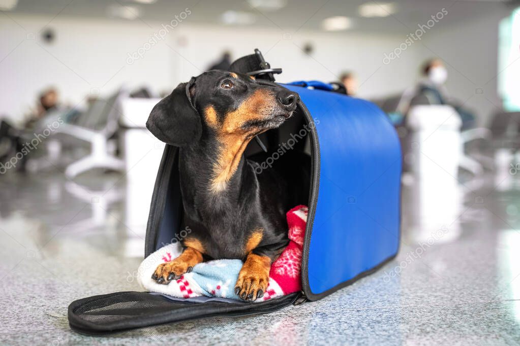Funny dachshund dog, black and tan, in his travel blue bag cage at the airport. Pet in cabin. Traveling with dogs concept