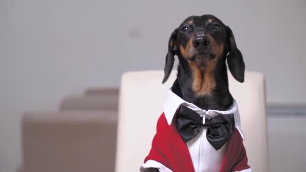 Dachshund hond gekleed in een wit shirt, zwarte strik en rode trui, schors. — Stockvideo