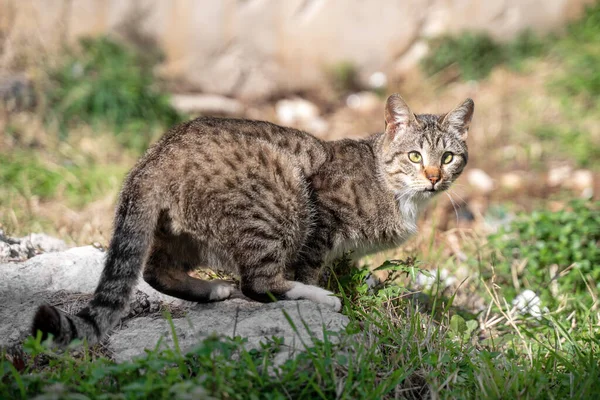 Street spotted brown and gray cat looks back turning head, watchful around. — Stock Photo, Image