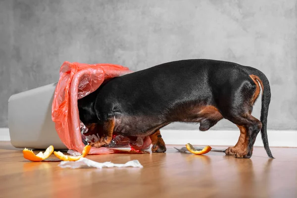 Siyah ve bronz dachshund ev çöpünü karıştırıyor..