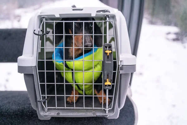 緑のジャケットで愛らしい悲しいダックスハードで閉鎖側の犬のキャリアの山ロープウェイのキャビンで。公共エリアでの自由な移動や歩行ペットの禁止。ペットとの休暇旅行. — ストック写真