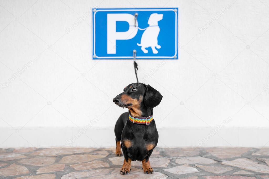 Obedient dachshund is tied with leash to hook under the sign of dog parking on wall on the street. Dog spot is smart and safe sidewalk place for waiting while owner go somewhere pets allowed.