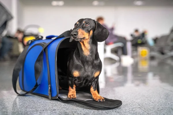 İtaatkar dachshund köpeği halka açık bir yerde mavi evcil hayvan taşıyıcısında oturur ve sahibini bekler. Uçakla ya da trenle hayvanlarla iyi yolculuklar. Hayvanları sınırdan geçirmeden önce ya da sonra gümrük karantinası.