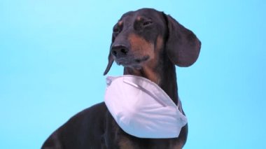 Beyaz tıbbi maskeli komik siyah ve kahverengi dachshund..