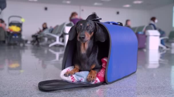 Αστεία dachshund σκυλί, μαύρο και μαυρισμένο, στο ταξιδιωτικό μπλε κλουβί τσάντα του στο αεροδρόμιο, κοιτάζει γύρω περιμένοντας για μια πτήση. Κατοικίδιο στην καμπίνα. Ταξιδεύοντας με τα σκυλιά έννοια. — Αρχείο Βίντεο