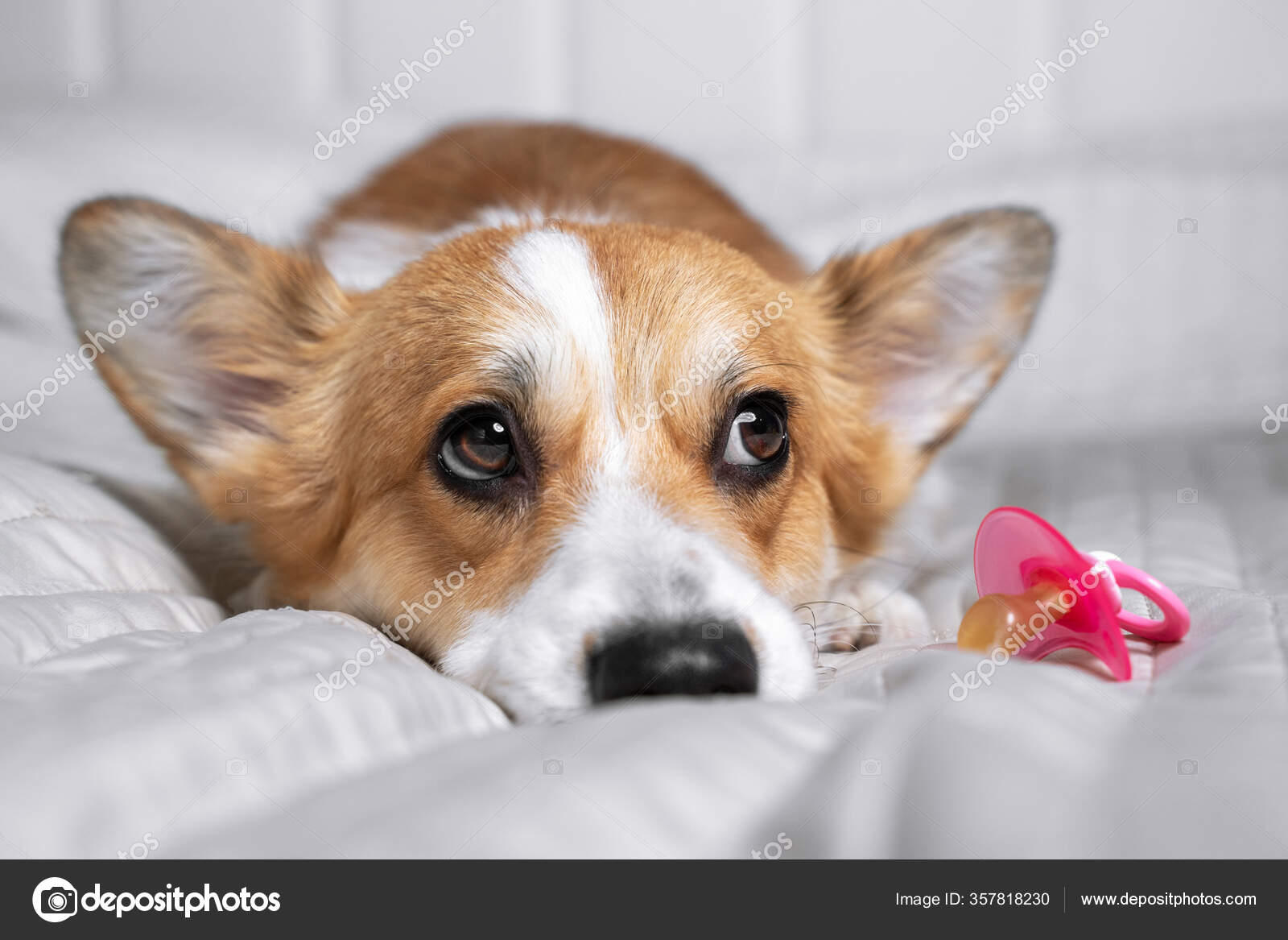 WMSUOHA] ルームウェア かわいい コーギー 犬柄 メンズ パジャマ 上下セット 寢巻き 部屋着 長袖長パンツ Tシャツ ル  Amazon.co.jp: コーギー パジャマ メンズ ルームウェア 長袖 上下 セット メンズ 部屋着 寝巻き 寝間着 吸汗 通気 肌に優しい  春夏秋冬 大きいサイズ ..., image size:1600x1167