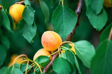 Ağaçtaki yeşil yaprakların arasında parlak kayısı meyveleri.