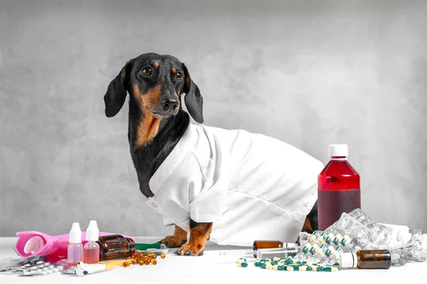 Farklı ilaç ve malzemeler, şişeler ve haplar arasında duran beyaz tıbbi elbise giyen komik bir dachshund..