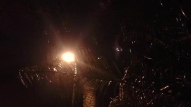 Geceleri tropik fırtına, egzotik ülkelerde kötü hava, yağmur mevsimi. Palmiye ağaçları rüzgarda sallanıyor. Karanlıkta yağmur yağıyor. Sokak feneri bitkinin dallarında parlıyor.
