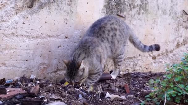 Lindo gato callejero con estrabismo binocular cava un agujero para ir al baño en la calle en la ciudad, muro de hormigón en el fondo. Necesidades biológicas diarias. Animales solitarios sin hogar necesitan ayuda y cuidado . — Vídeo de stock