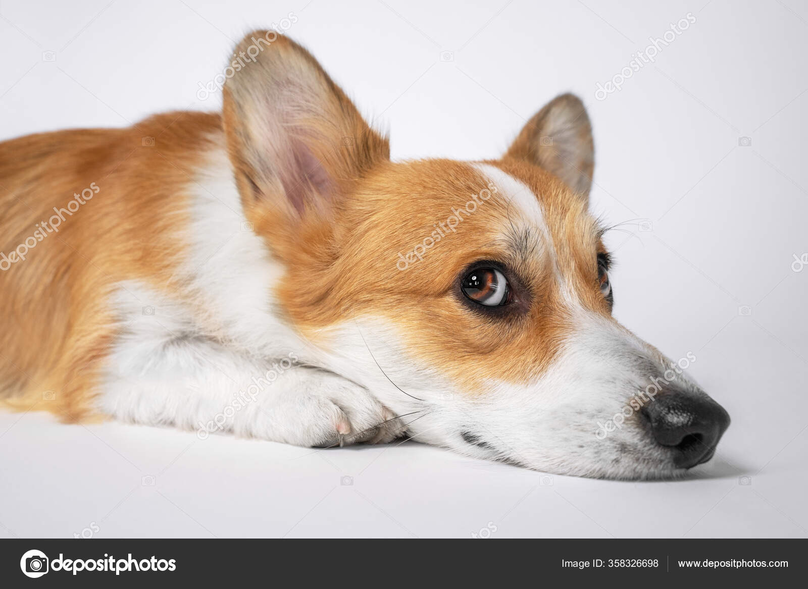 Profile Portrait Of Funny Welsh Corgi Pembroke Or Cardigan With