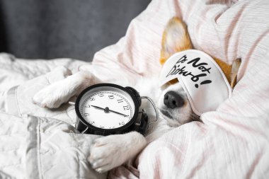 Şirin Corgi göz maskesiyle yatakta uyuyor. Zamanlamayla yaşa,