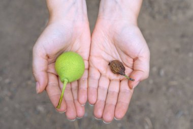 Taze yeşil ve kurumuş armutlar kadın avuçlarının üzerindedir. Yaşam ve ölüm felsefesini açıkça gösteriyordu. Kırsal kesimlerde verimli topraklarda meyve hasadı. Sağlıklı bir diyet veya vejetaryen beslenme için ürünler.