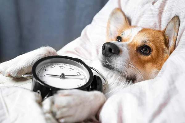 Şirin Corgi siyah bir çalar saate sarılarak yatakta uyuyor. Evde kal.
