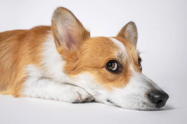 Welsh corgi pembroke lub kardigan z przebiegłym kaganiec leży na podłodze izolowane na białym tle. Niegrzeczny pies z obrażonym wyglądem jest karany za złe zachowanie. Smutny szczeniak czeka w domu na właściciela.. — Zdjęcie stockowe