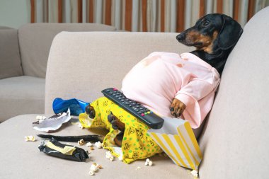 Şişko köpek koltuğu patatesi patlamış mısır yiyor, fast food yiyor ve televizyon seyrediyor.