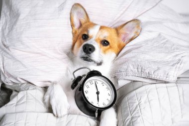 Şirin Corgi siyah bir çalar saate sarılarak yatakta uyuyor. Evde kal.