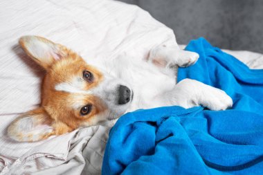 Şirin Corgi yatakta mavi bir battaniyenin altında uyur ve tembeldir. Evde kal.