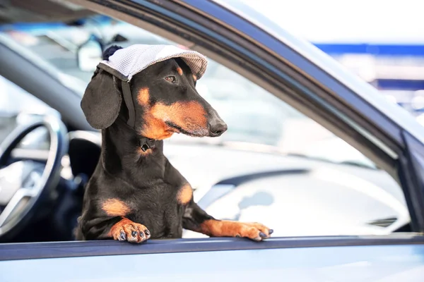 Ernstige gehoorzame teckel in grijze dop met pompon kijkt uit het autoraam. Zwart en bruin hond reiziger kijkt naar de weg en ademt frisse lucht. Dag voor een picknick in het weekend. Puppy poseren op camera. — Stockfoto