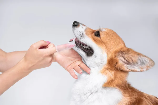 O proprietário ou veterinário está escovando com um especial dentes escova de seda um cão bonito corgi galês. Recomendações de cuidados de saúde do veterinário — Fotografia de Stock