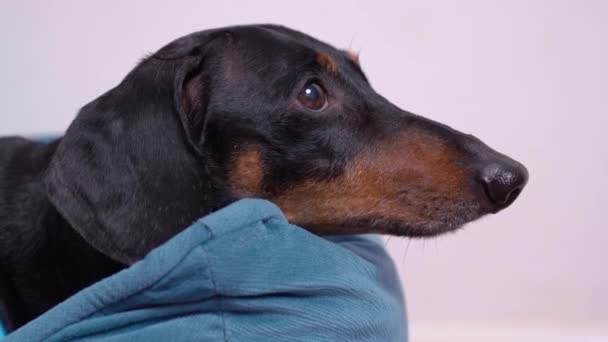 Close up tiro de liyng preto e bronzeado dachshund mantendo os olhos em algo, e muito lentamente levantando a cabeça . — Vídeo de Stock