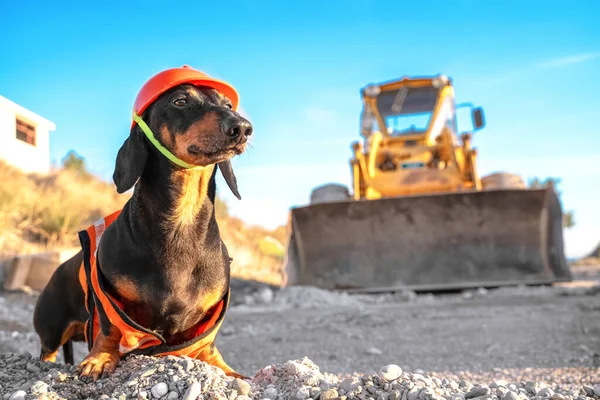 Dachshund w stroju budowniczego z kasku bezpieczeństwa i kamizelki z elementów odblaskowych siedzi na placu budowy i kieruje procesem pracy, buldożer na rozmytym tle. Pies reprezentuje zawody. — Zdjęcie stockowe