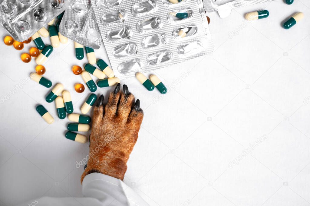 Close up of a dog paw sorting out various pills on a white table. The concept of pharmacy, medicine and treatment