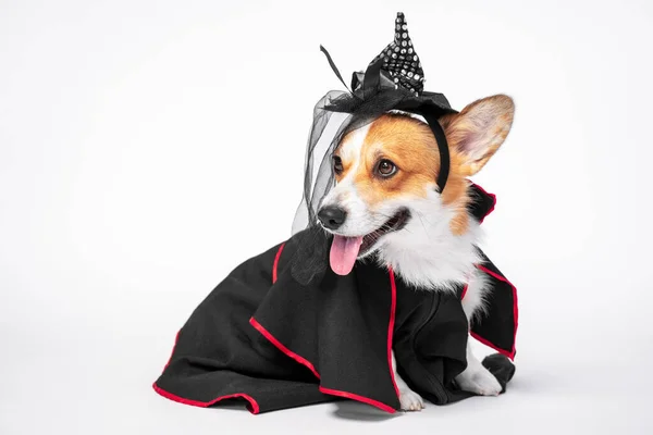 Corgi pies ubrany w czarny strój czarownicy i kapelusz. — Zdjęcie stockowe