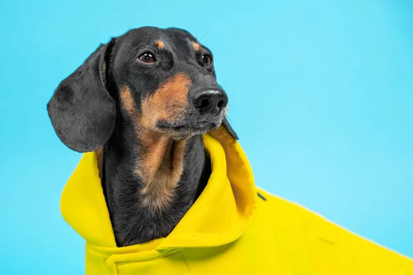 Portrét rozkošného jezevčíka v žlutém ochranném plášti s kapucí izolovanou na modrém pozadí, zblízka, studiový záběr. Nenáročné módní pet oblečení pro pohodlné procházky. — Stock fotografie