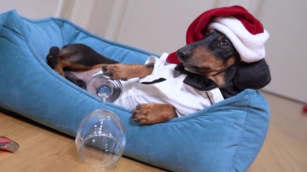Милий собачий такса в капелюсі Санта після вечірки лежить в ліжку з похміллям виглядає намагаючись заснути . — стокове відео