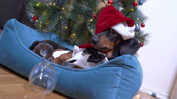 Sød hund gravhund i santa hat efter fest på kontoret ligger i sengen med tømmermænd på baggrund af juletræet . – Stock-video