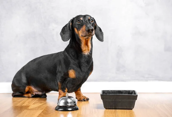 Sevimli akıllı dachshund ahşap zeminde, kase ve garson zilinin yanında oturuyor, arka planda gri duvar var. İtaatkar köpek sahibinden yiyecek ister. Planlanmış günlük yemekler. İnsanlar evcil hayvanlardır..