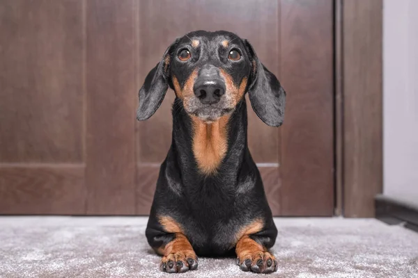 Portret van een schattige teckel hond, zwart en bruin, ligt aan de deur van het huis op de vloer, kijkt droevig op, wachten op de eigenaar of een wandeling — Stockfoto