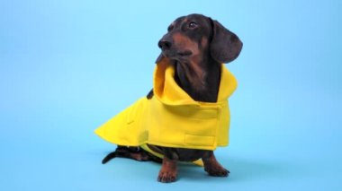 Sarı yağmurluk giymiş komik siyah ve taba renkli köpek mavi arka planda izole bir şekilde oturuyor, stüdyo çekiminde. Soğuk yağmurlu havada rahat bir yürüyüş için uygun. Evcil hayvanlar için şık kıyafetler..