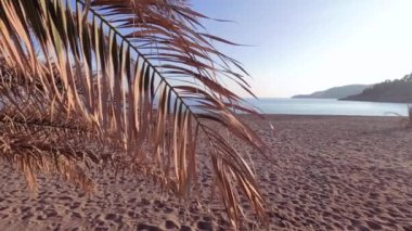 Solmuş palmiye dalları, güzel deniz veya okyanus manzarasının önünde rüzgarla dalgalanır..