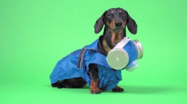 Siyah ve bronz tenli şirin bir dachshund köpeğinin portresi, tehlikeli bir malzeme giysisi içinde, solunum cihazıyla, kromakey arka planda.