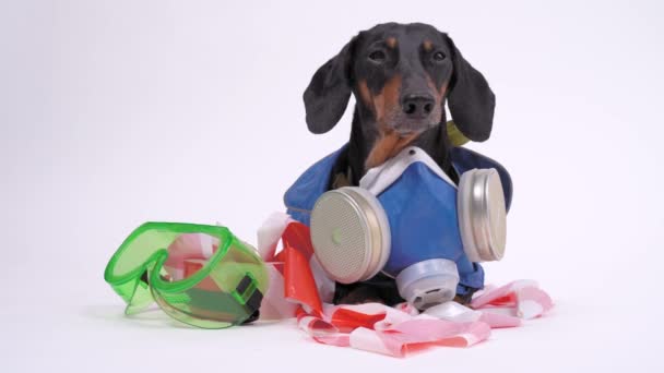 Retrato de un perro salchicha lindo, negro y bronceado, con un traje de materiales peligrosos con aparato respiratorio autónomo, se encuentra en la cinta de señal y la máscara, sobre fondo gris . — Vídeo de stock