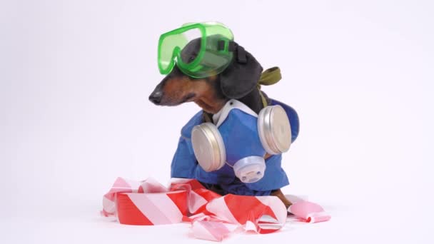 一只黑褐色相间的可爱的腊肠狗身穿一件危险材料套装，配有独立呼吸装置和面具，其画像躺在信号带上，用灰色背景隔开. — 图库视频影像