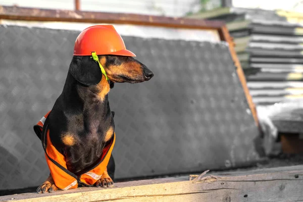 Adorable dachshund in equipment of handyman and in protective orange helmet is at construction site. Dog guards building materials, monitors work process. Halloween costumes of professions for pets. — Stock Photo, Image