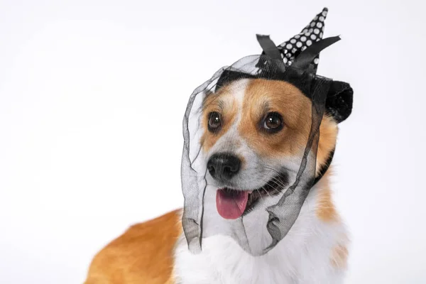 Portret słodkiego uśmiechniętego walijskiego psa corgi pembroke lub kardigan w czarnym nakrapianym kapeluszu opaska z kokardą wstążką i welonem na białym tle. Halloween cosplay party kostium czarownicy dla zwierząt domowych. — Zdjęcie stockowe